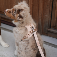 Harnais pour chien Poppy -  Rose clair