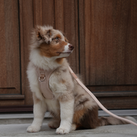 Harnais pour chien Poppy -  Rose clair
