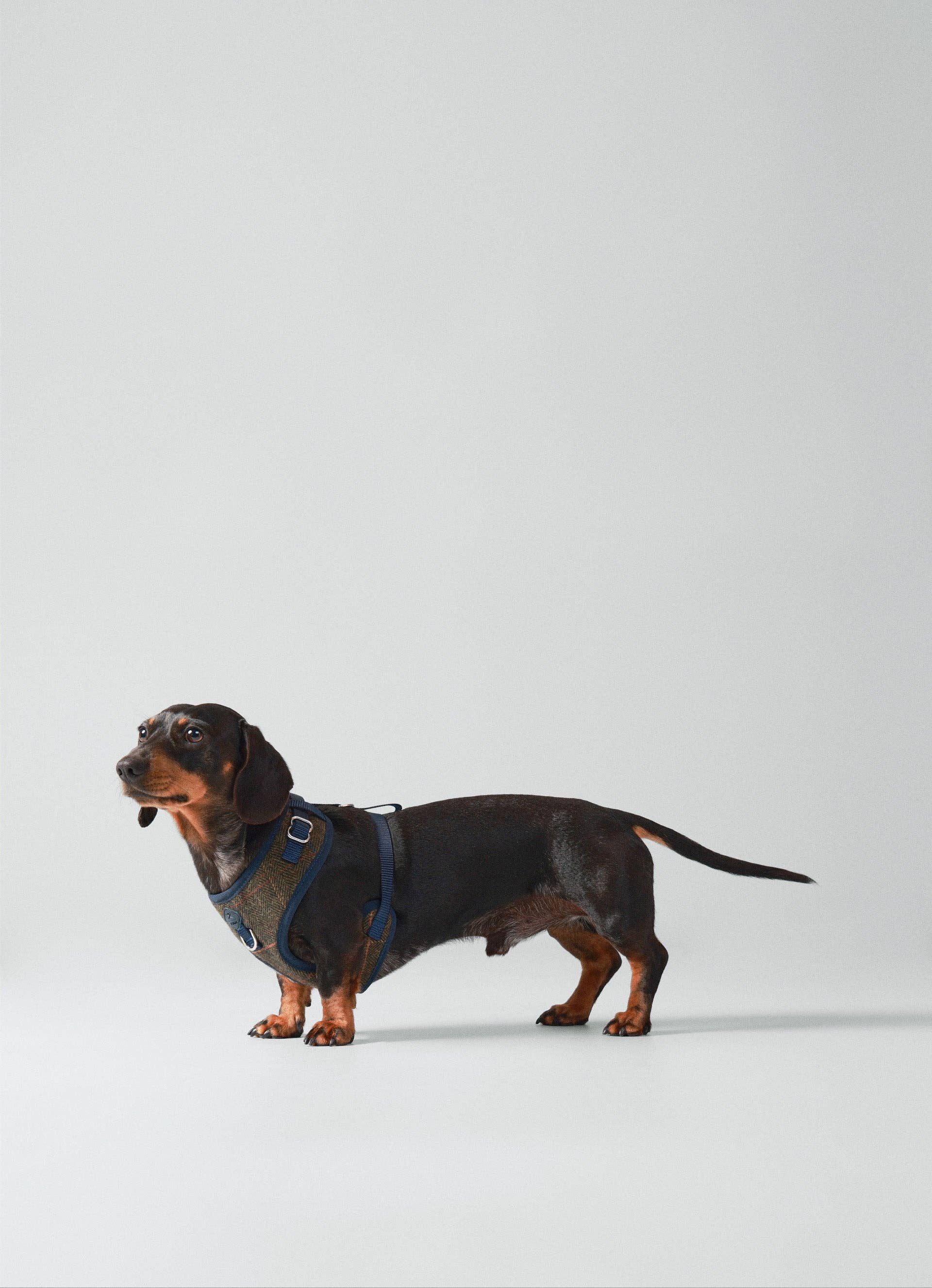 Harnais Watson - Tartan Hackett x Hugo & Hudson