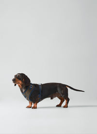 Harnais Watson - Tartan Hackett x Hugo & Hudson