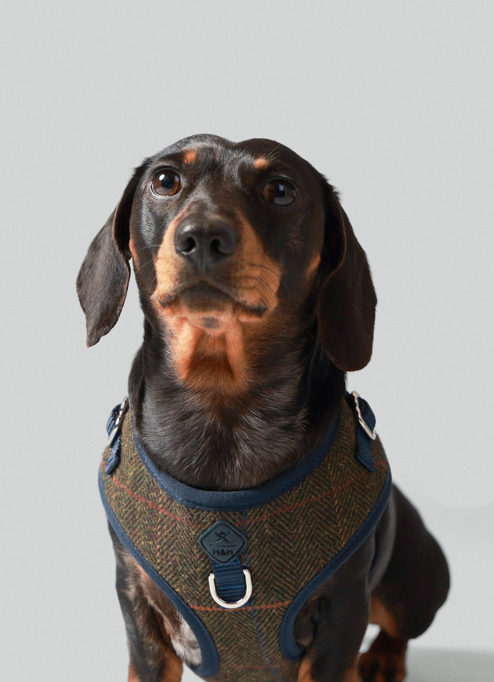 Harnais Watson - Tartan Hackett x Hugo & Hudson