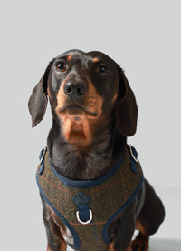 Harnais Watson - Tartan Hackett x Hugo & Hudson