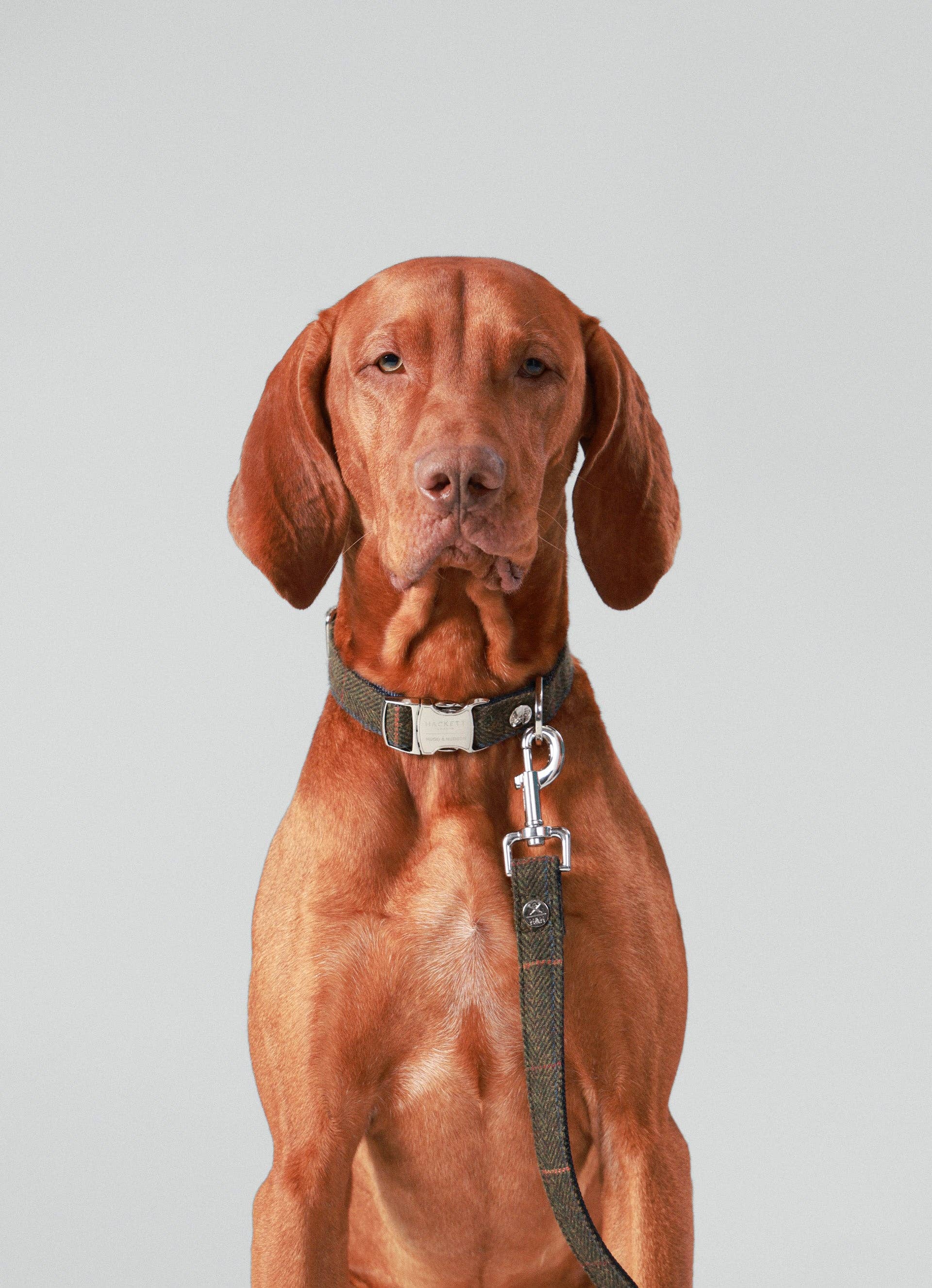 Laisse Watson pour chien - Tweed Tartan Hackett x Hugo & Hudson