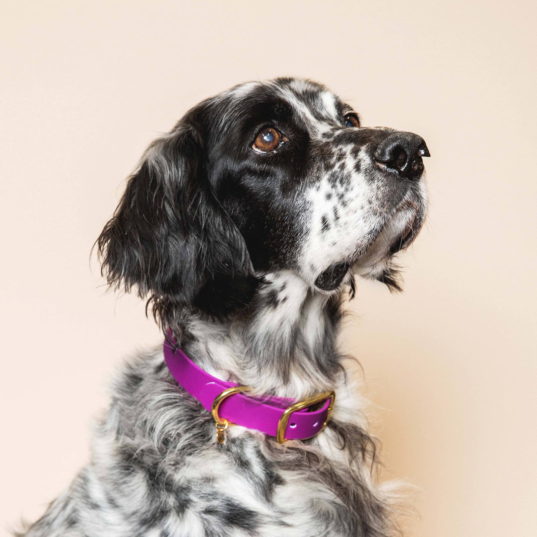 Collier Chien Edgar - Fuchsia
