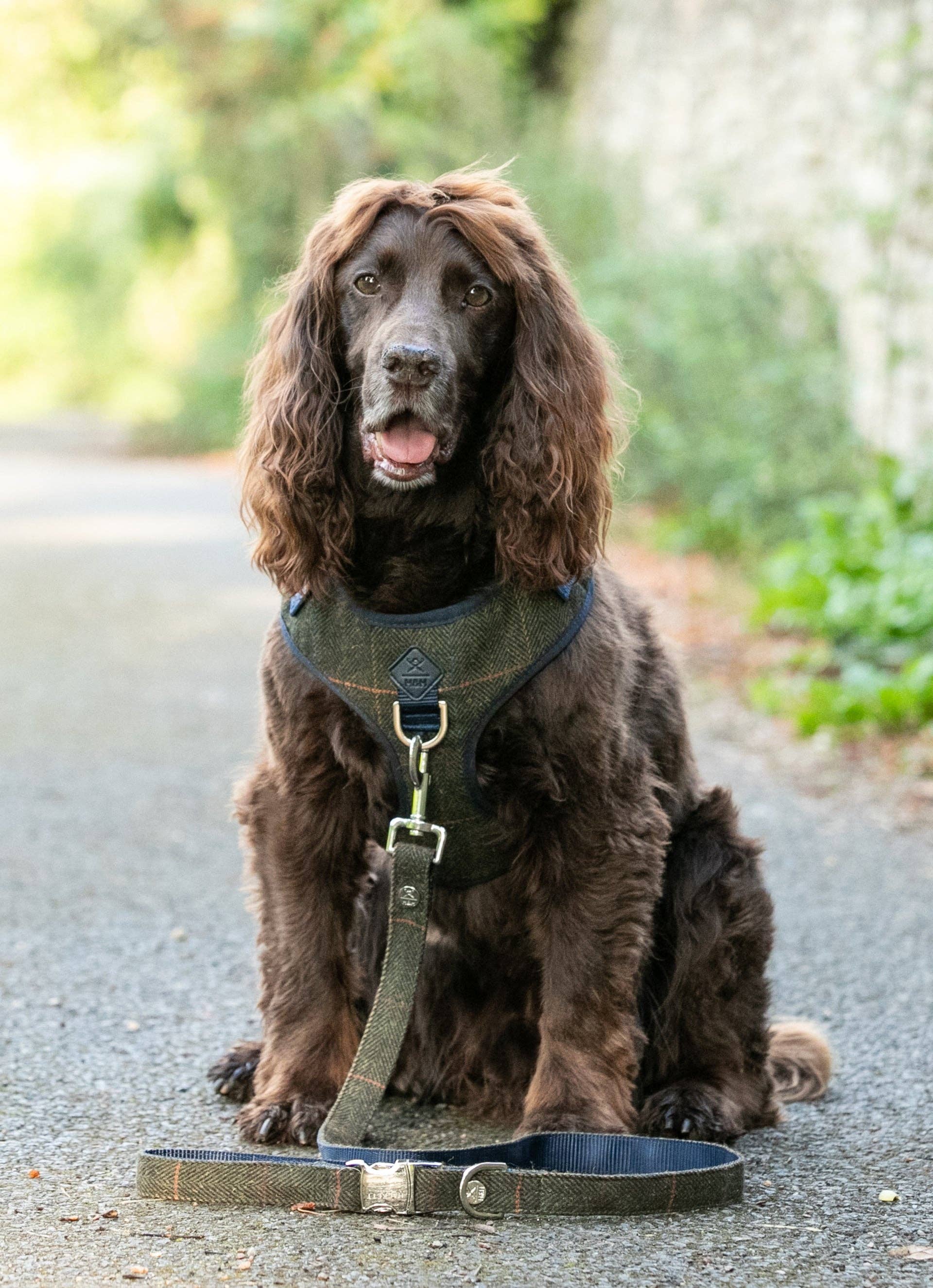 Laisse Watson pour chien - Tweed Tartan Hackett x Hugo & Hudson