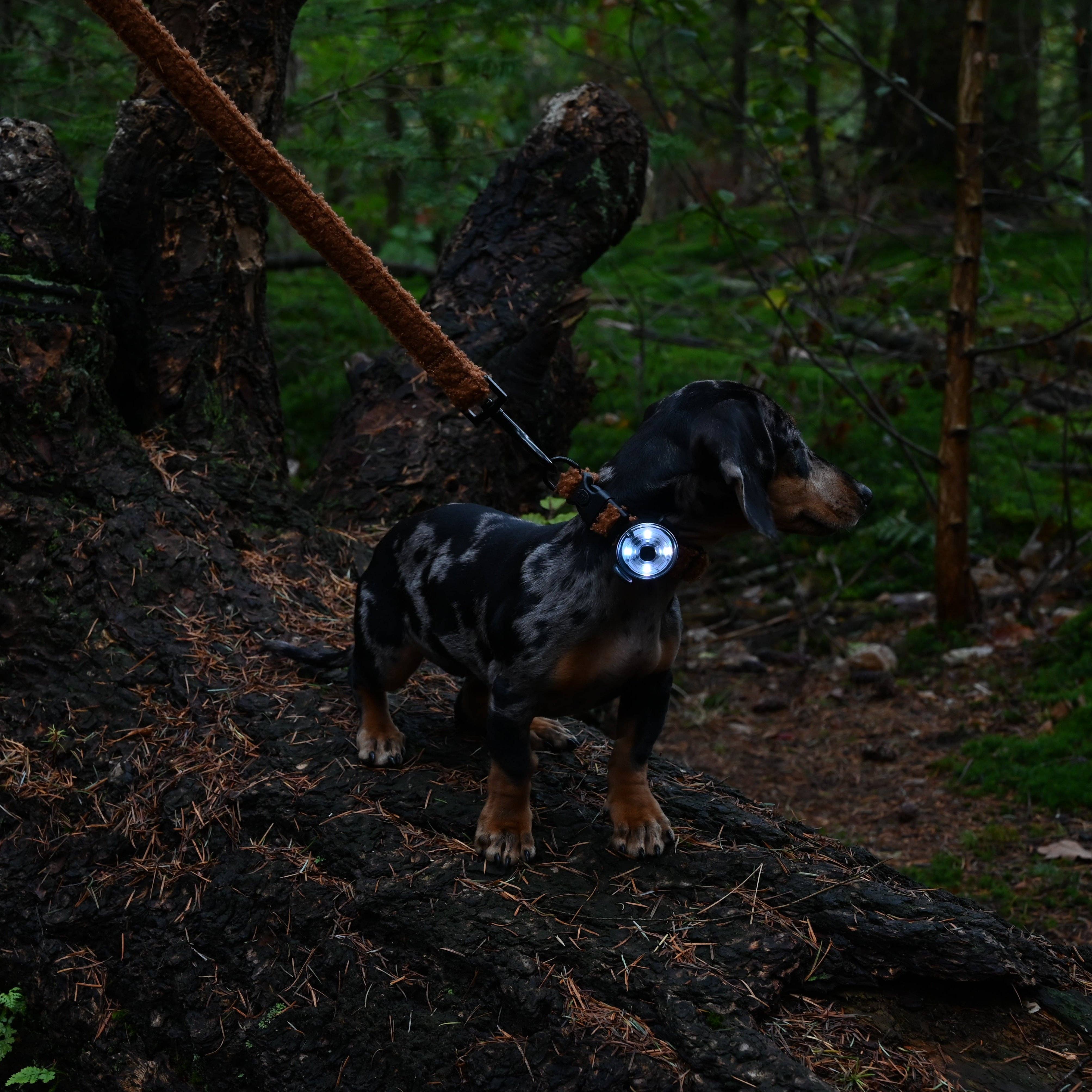 Lampe de collier Alfie