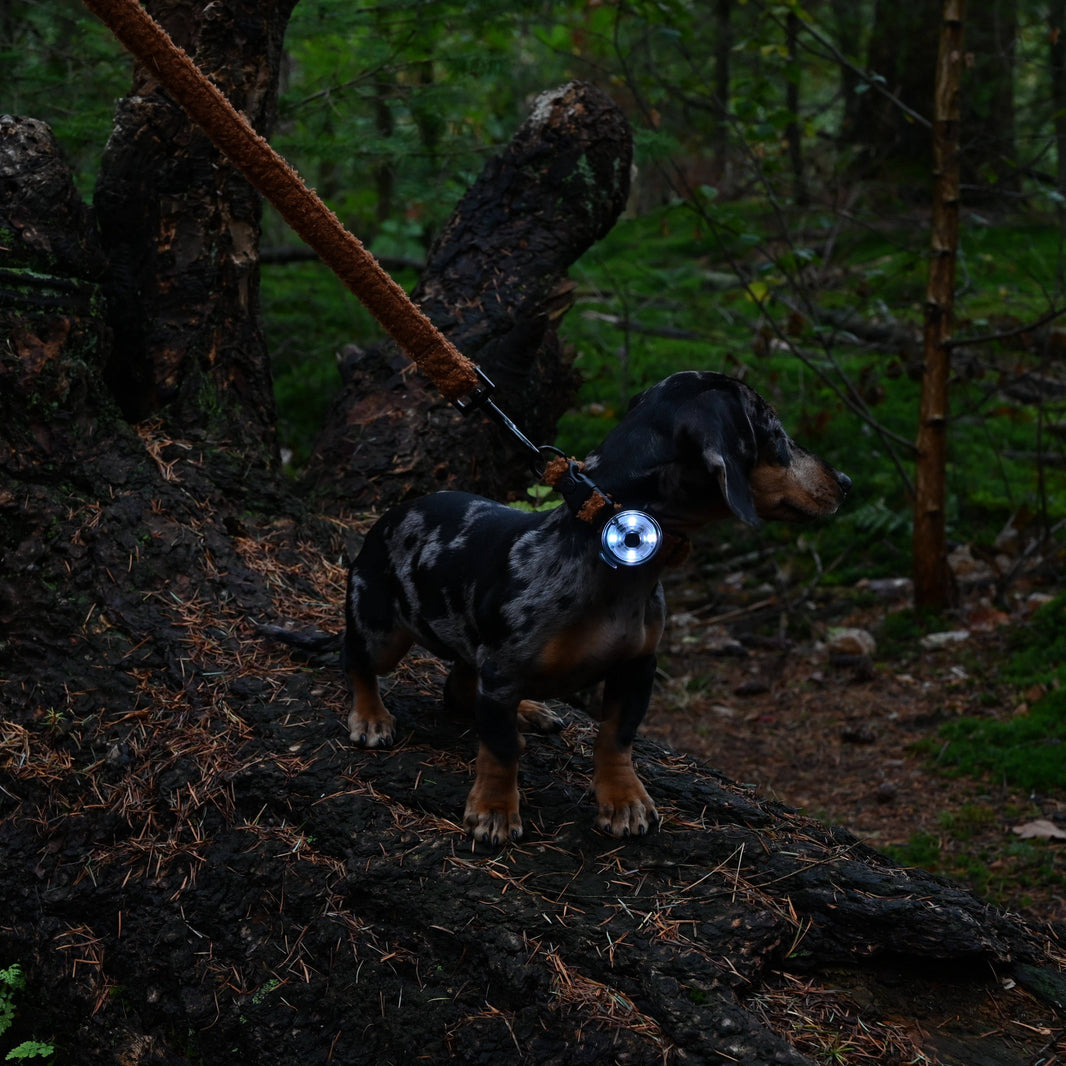 Lampe de collier Alfie