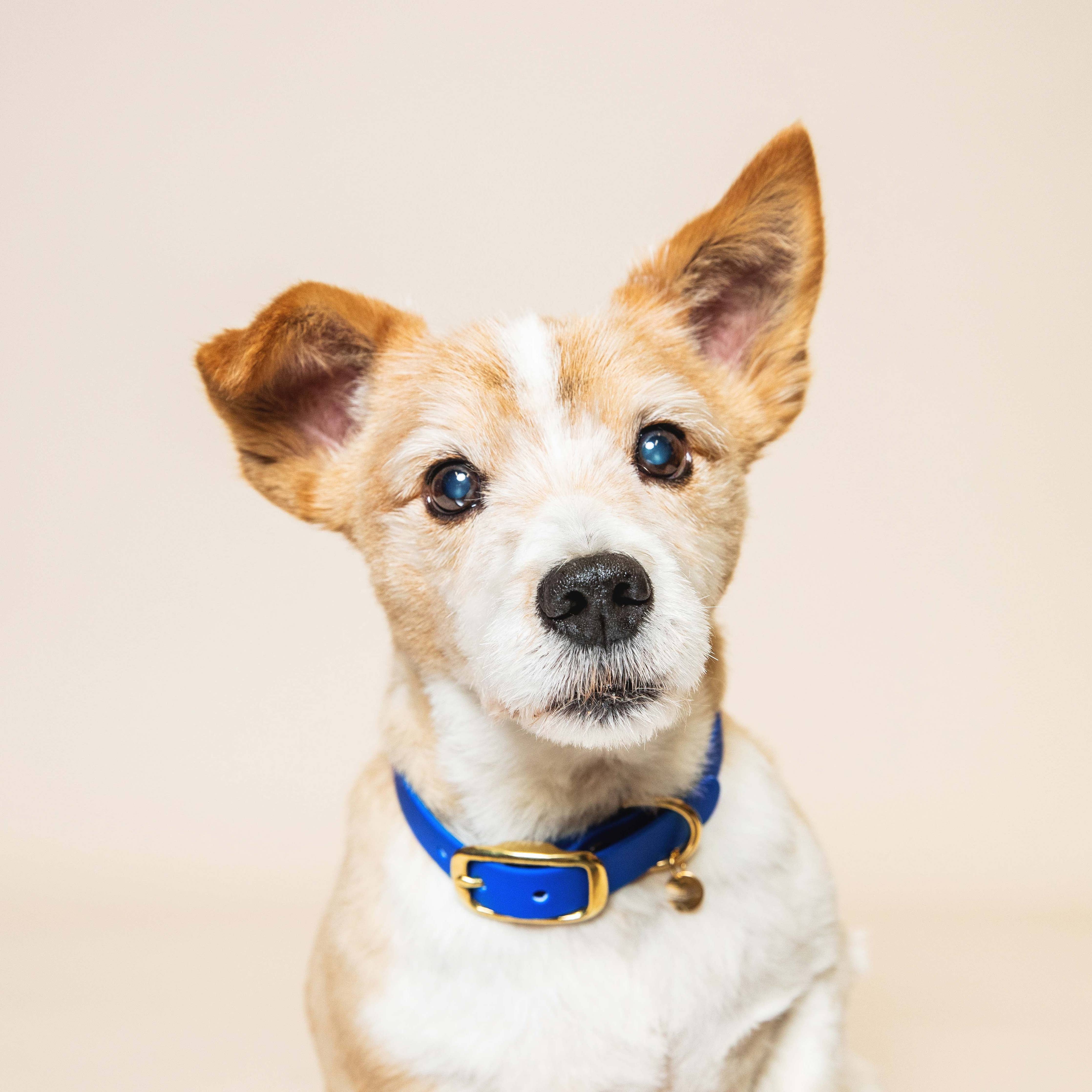 Collier "L'aventurier" - Bleu roi: S : 28-34cm