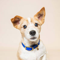 Collier "L'aventurier" - Bleu roi: M : 34-40cm