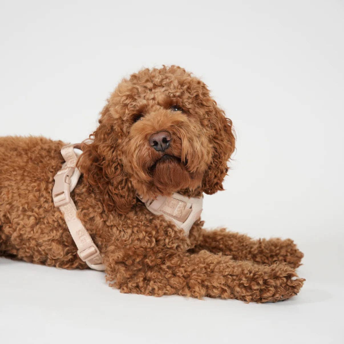 Harnais pour chien Poppy -  Rose clair