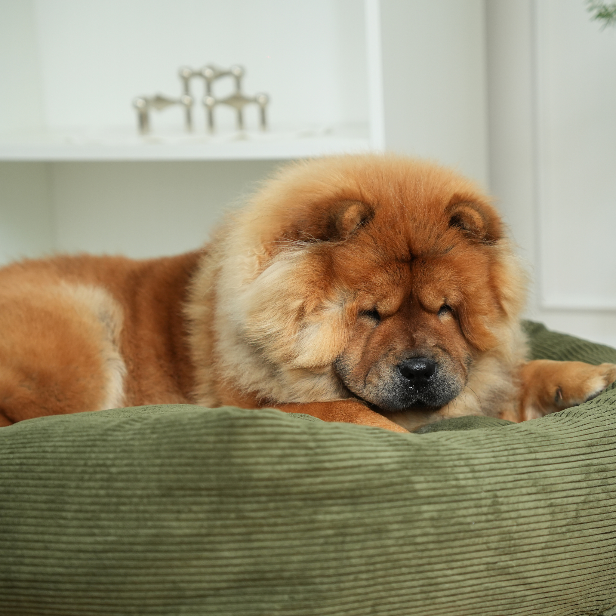 Panier pour chien Luna - Velours côtelé vert