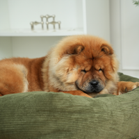 Panier pour chien Luna - Velours côtelé vert